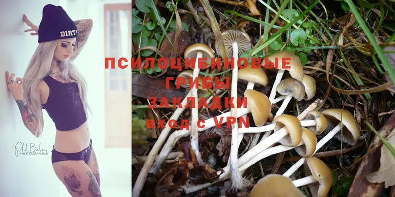 Галлюциногенные грибы Psilocybe  Верхняя Тура 